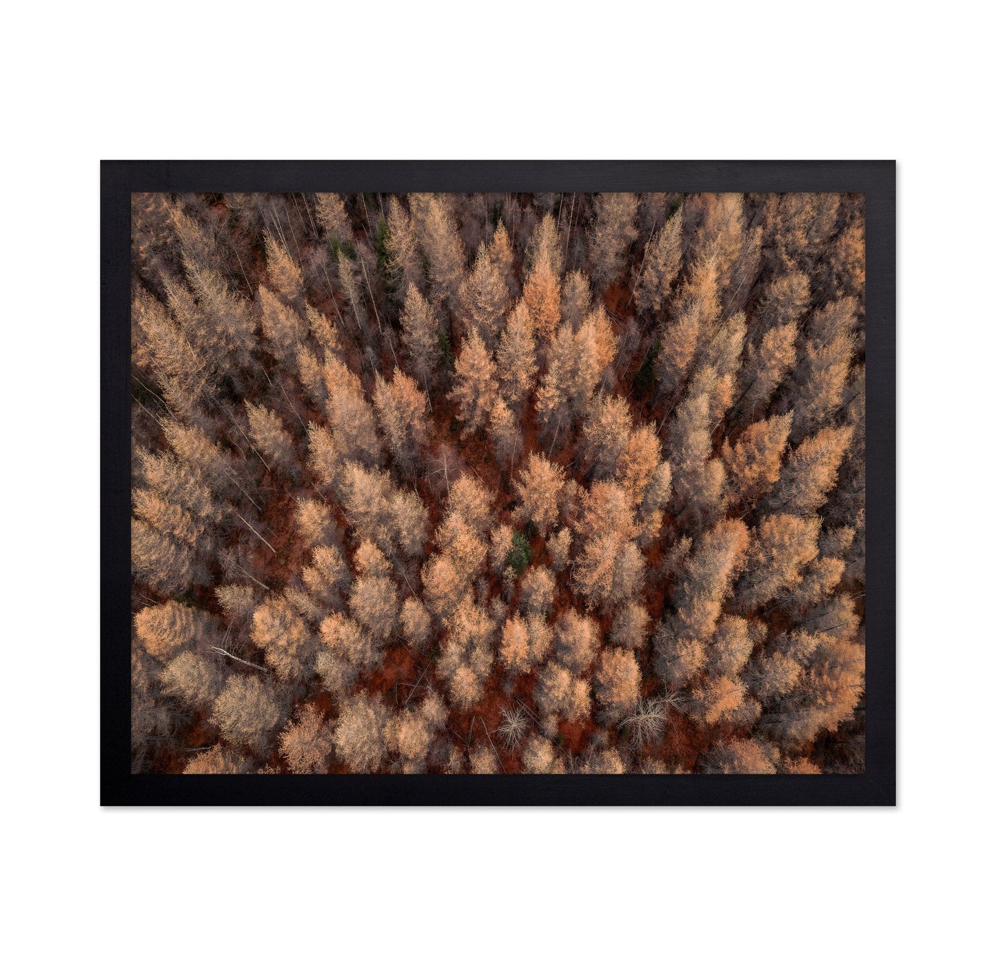 Autumn Forest Aerial
