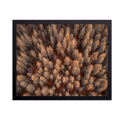 Autumn Forest Aerial