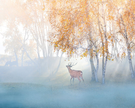 Misty Deer Forest
