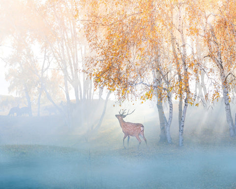 Misty Deer Forest