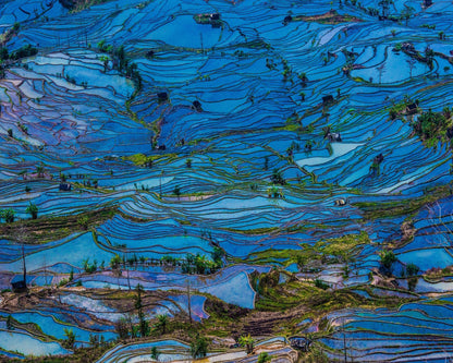 Blue Terrace Fields