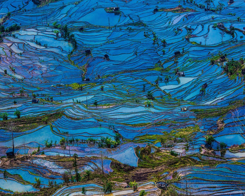 Blue Terrace Fields