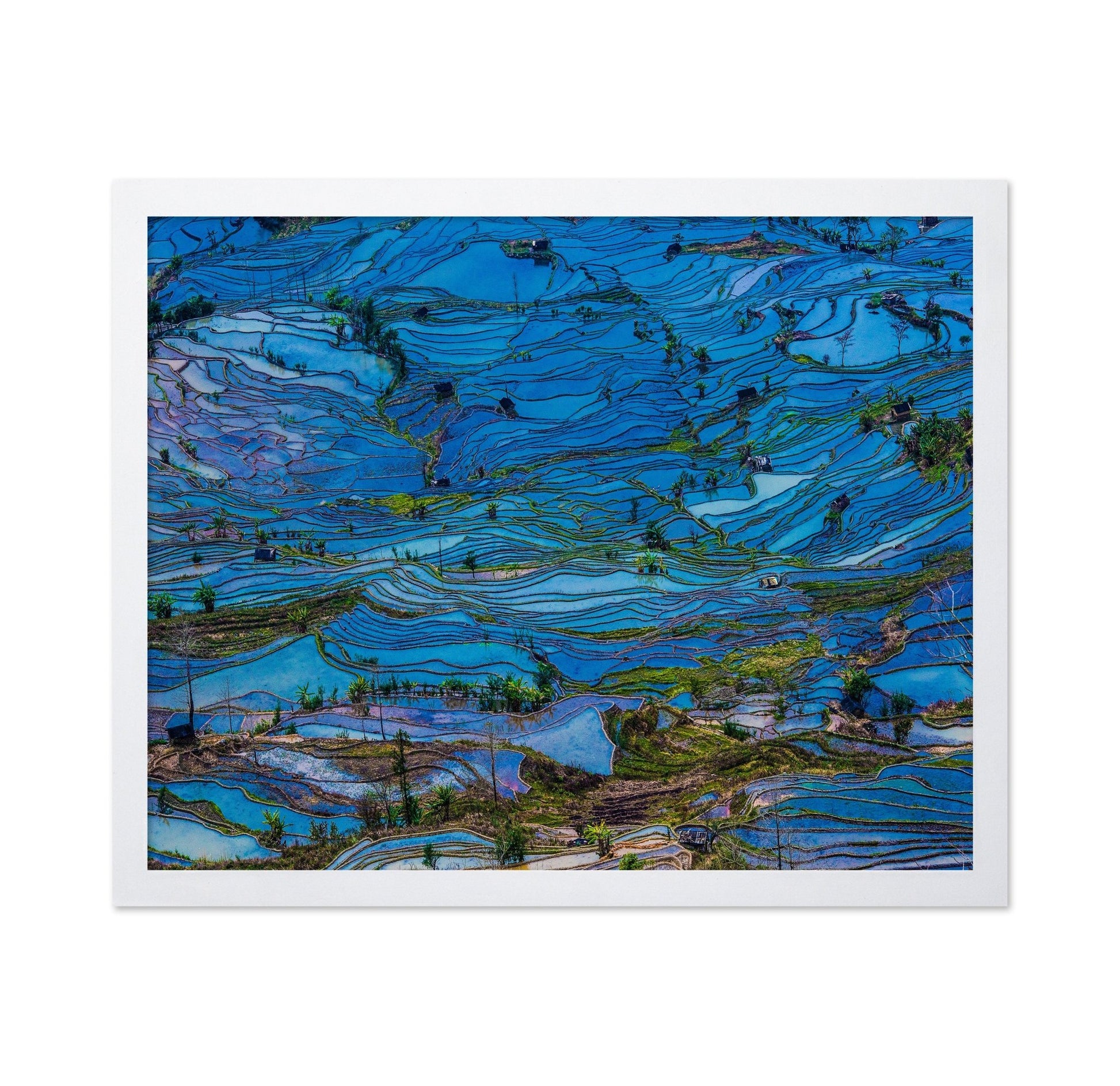 Blue Terrace Fields