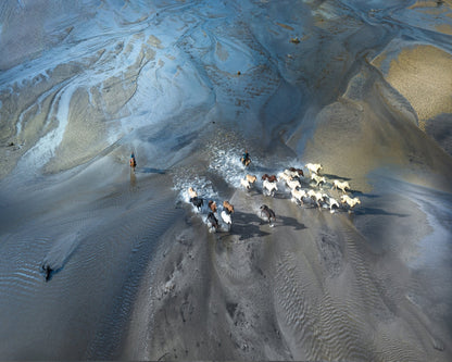 Wild Horses Crossing