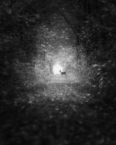 Forest Light Encounter