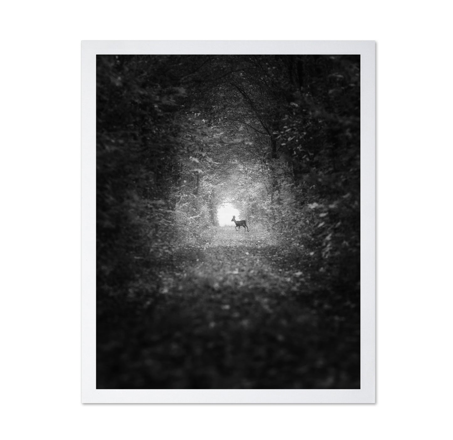 Forest Light Encounter