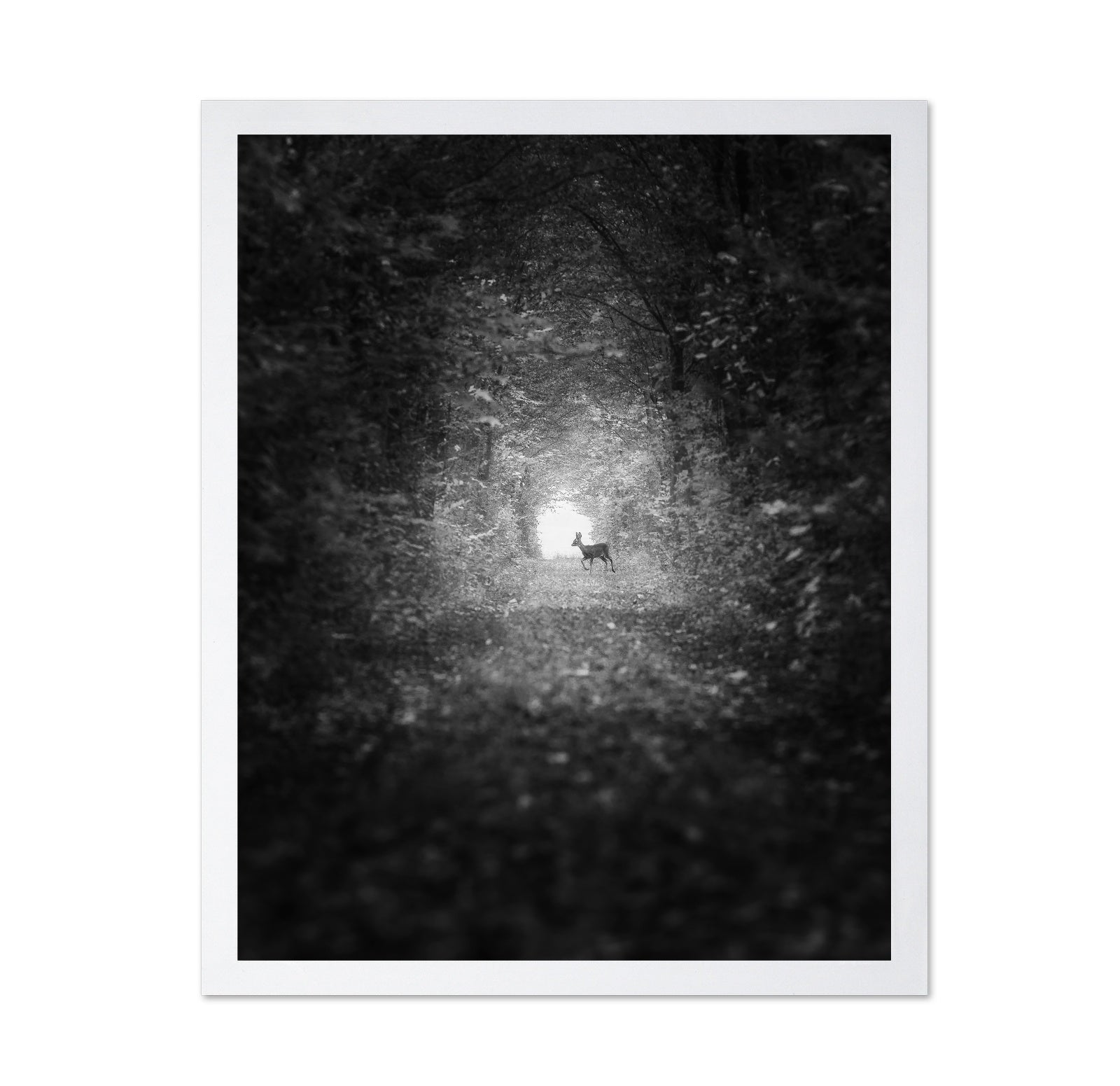 Forest Light Encounter