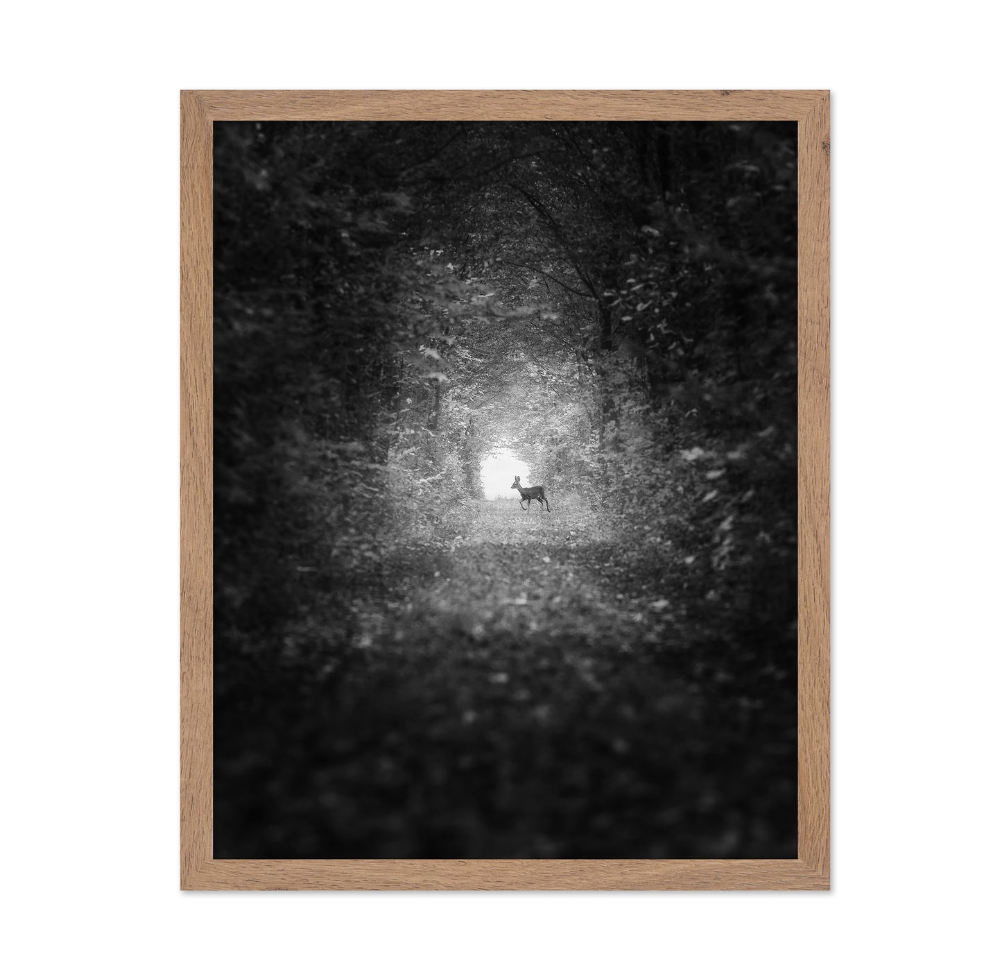 Forest Light Encounter