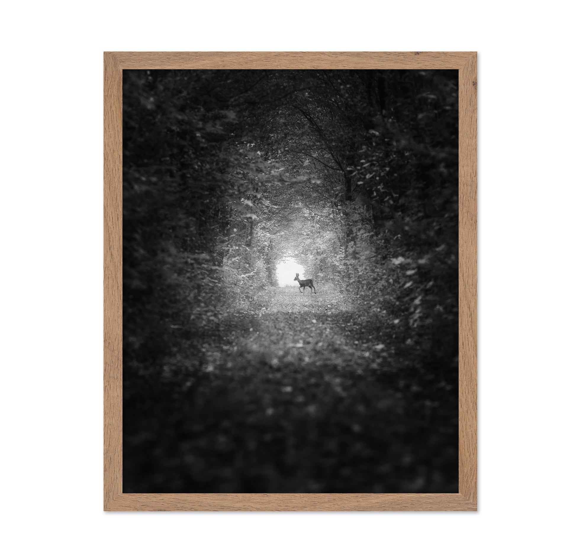 Forest Light Encounter