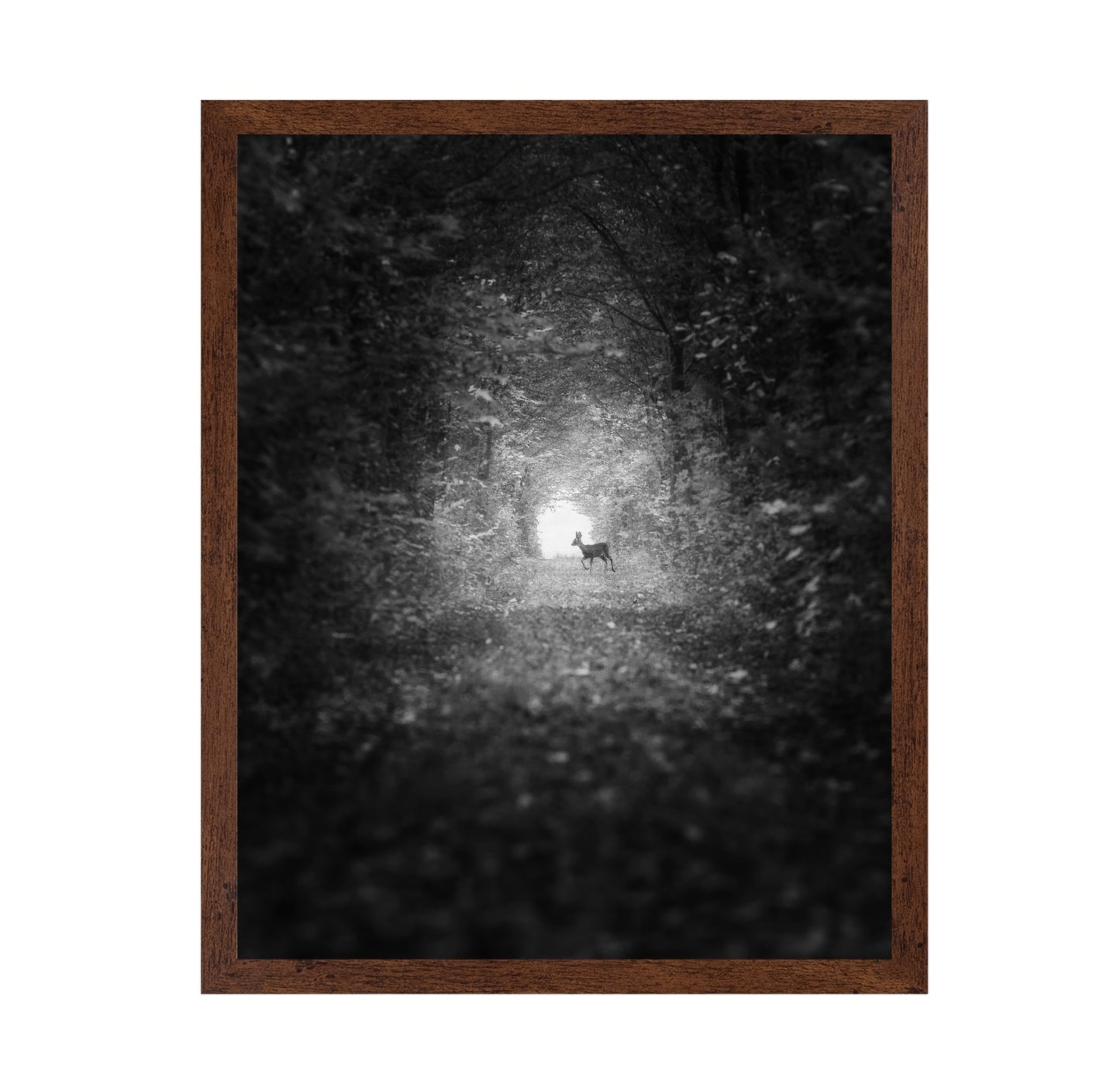 Forest Light Encounter