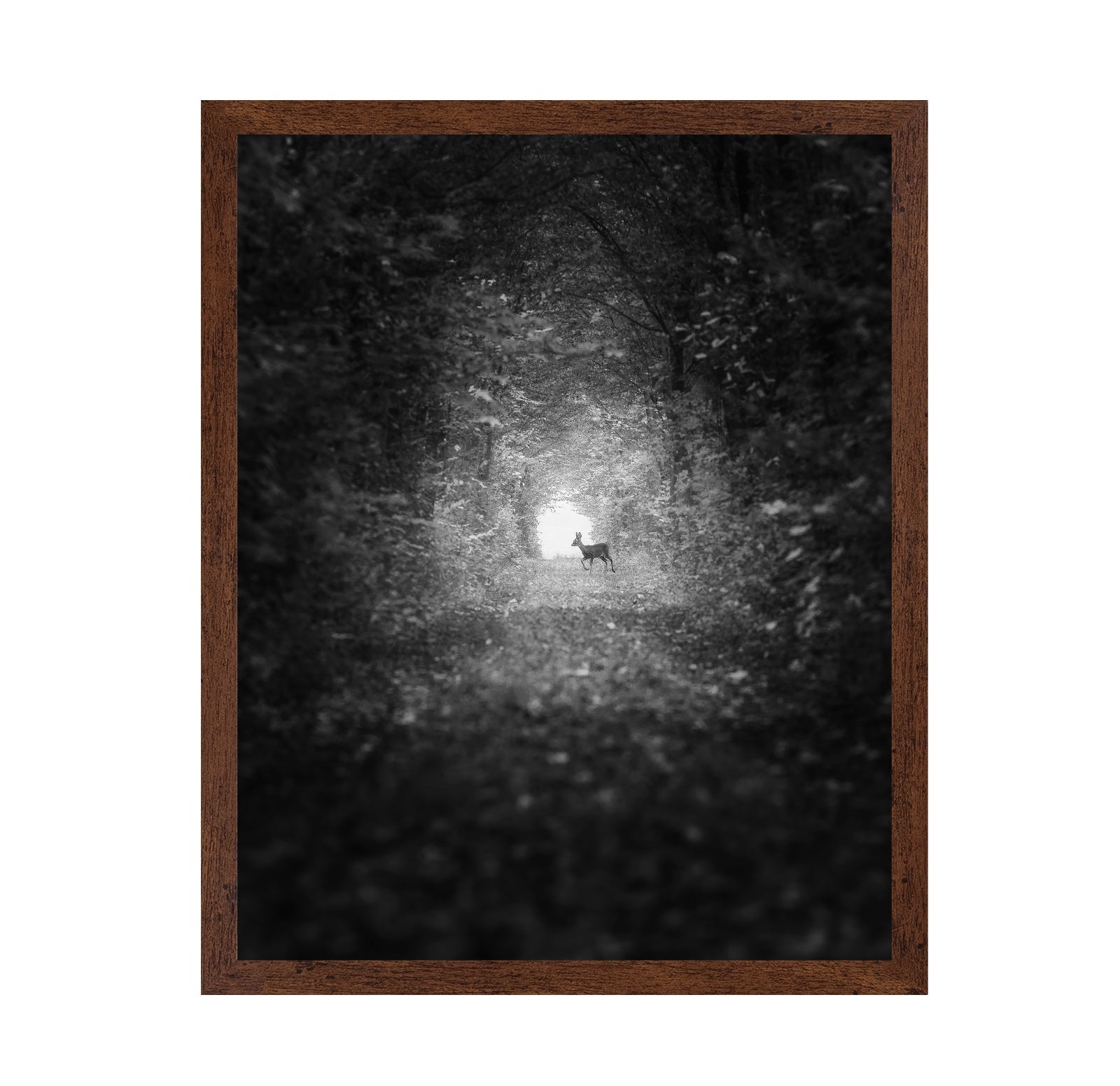 Forest Light Encounter