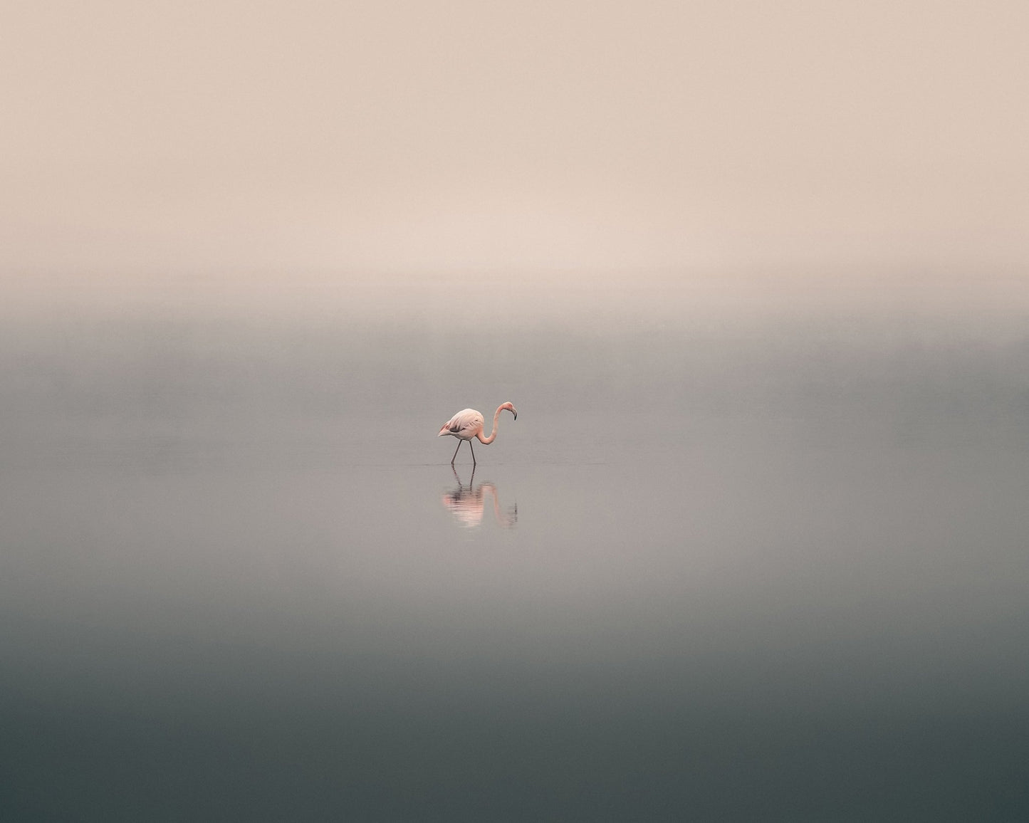 Solitary Flamingo