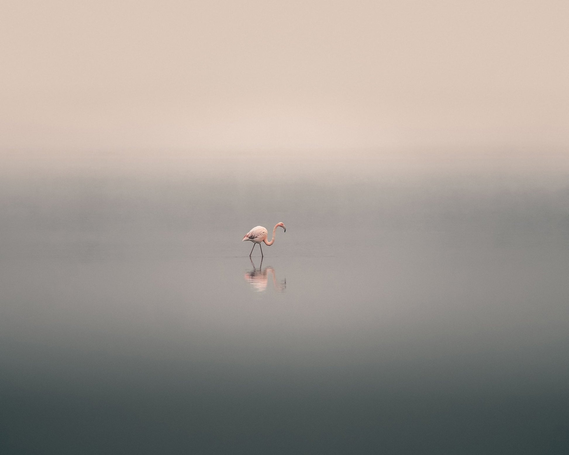 Solitary Flamingo