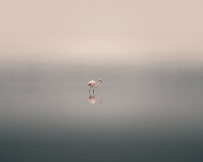 Solitary Flamingo