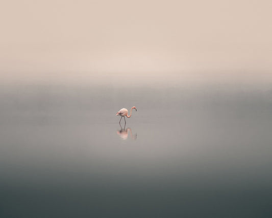 Solitary Flamingo