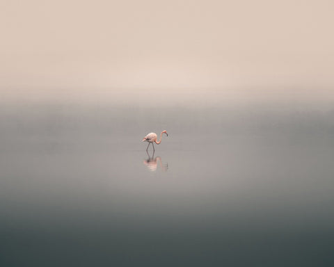 Solitary Flamingo