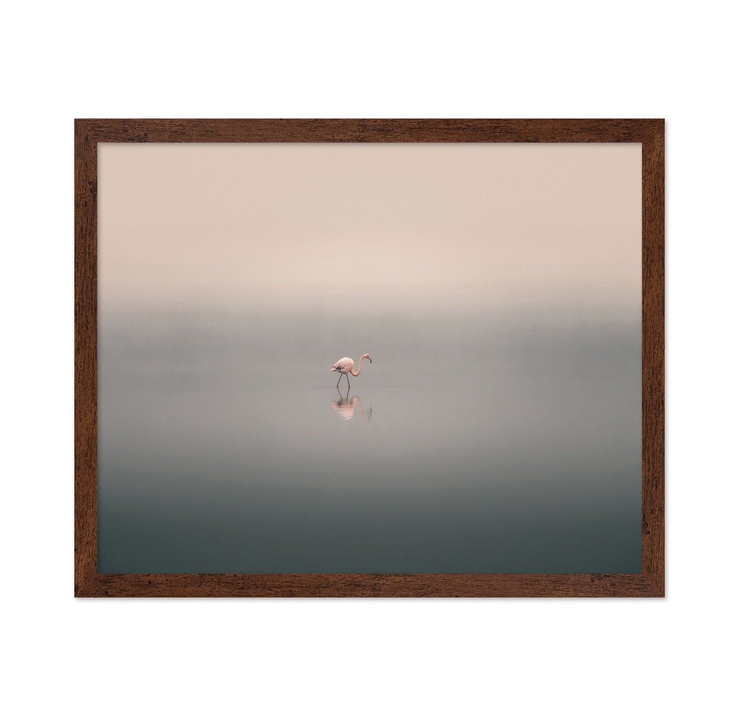Solitary Flamingo