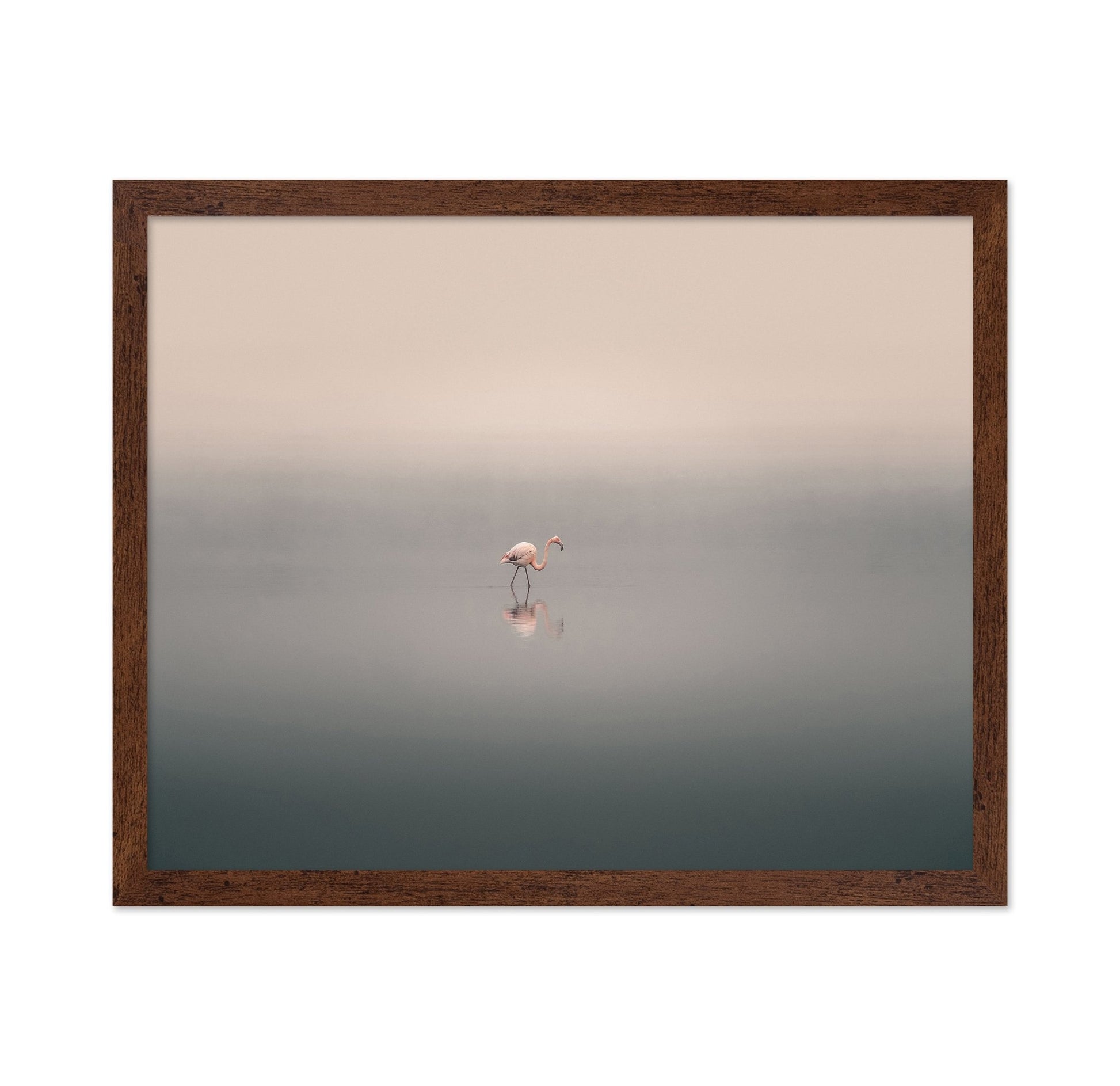 Solitary Flamingo