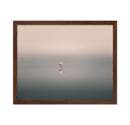Solitary Flamingo