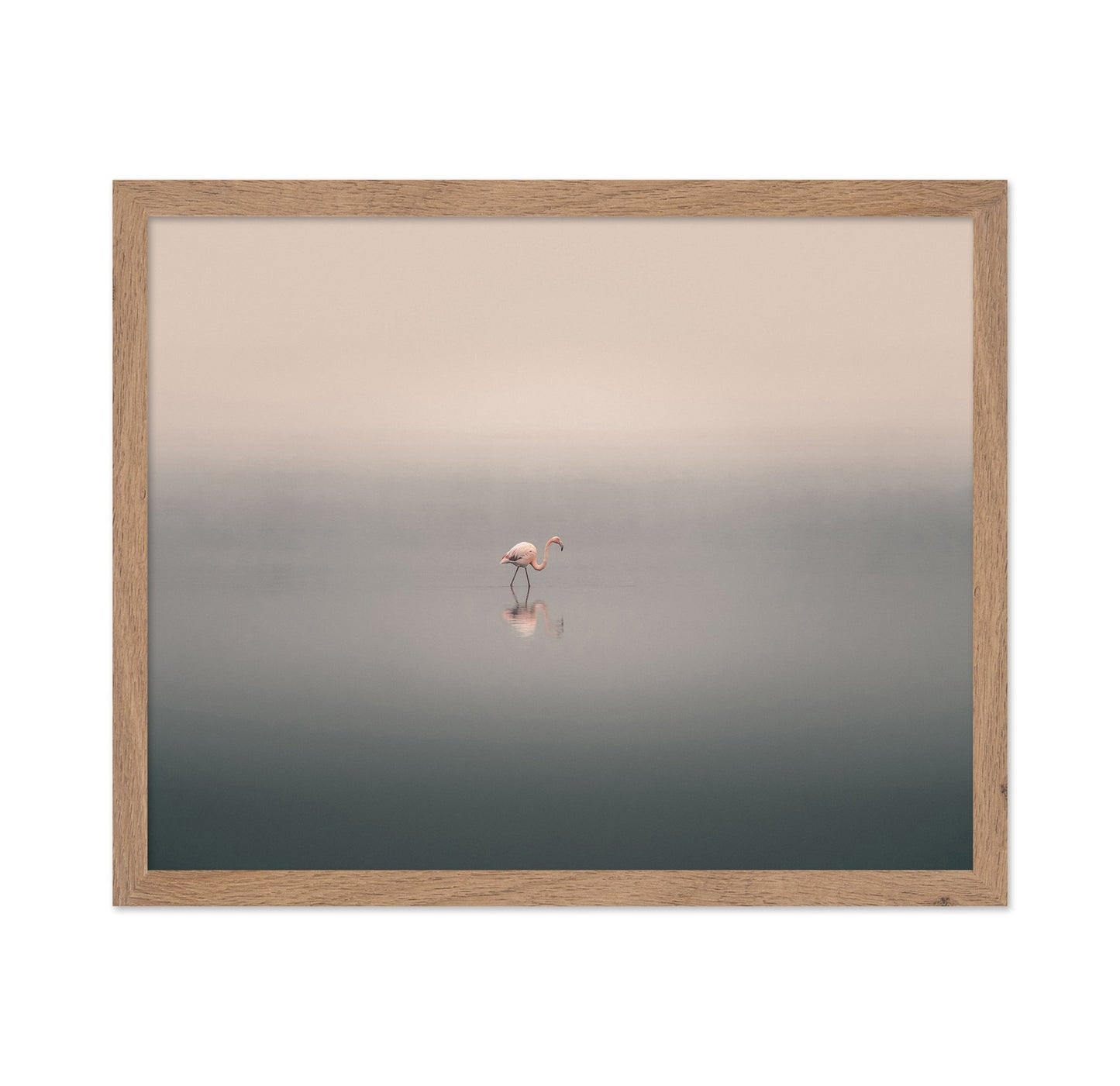 Solitary Flamingo