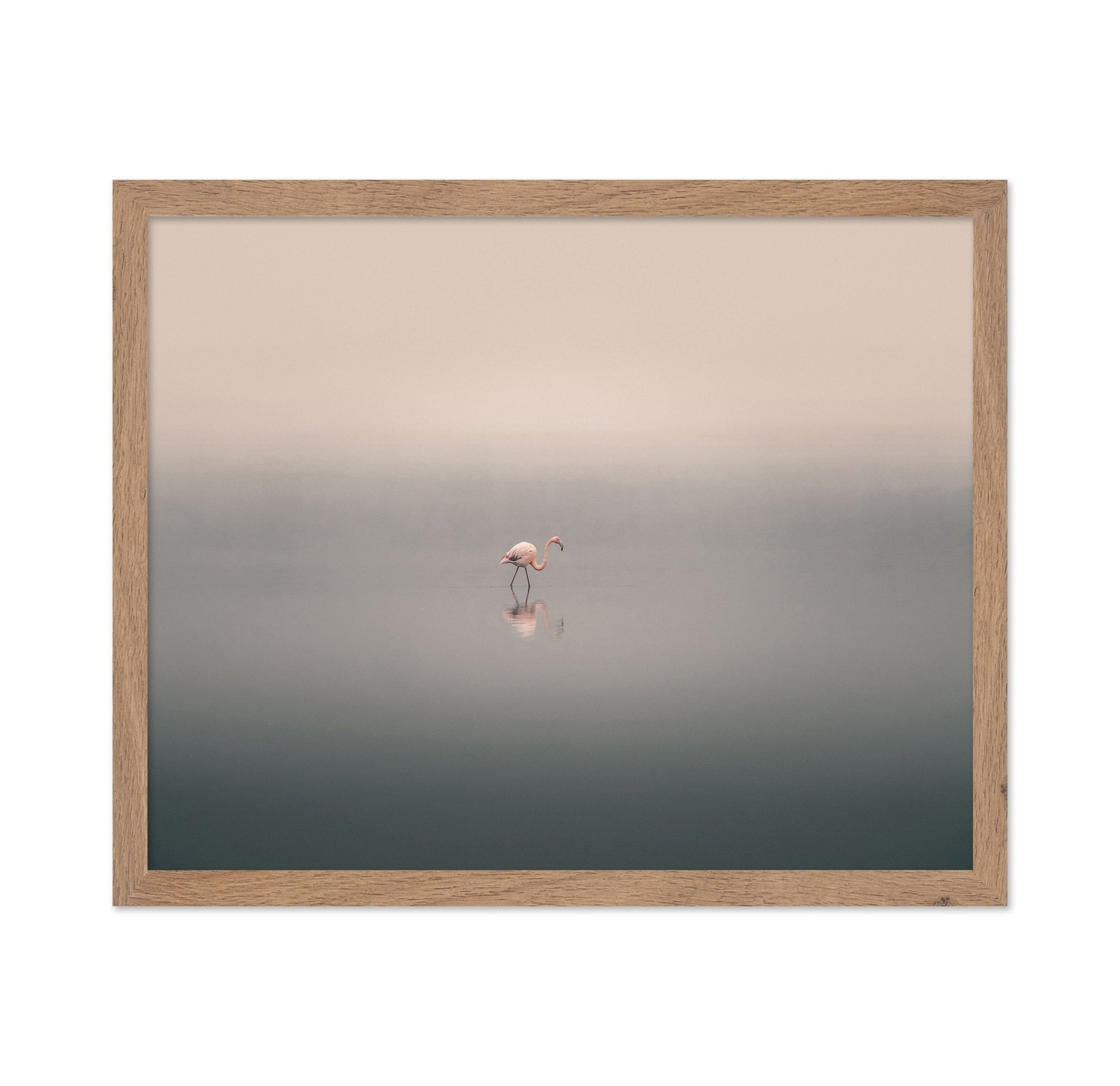 Solitary Flamingo