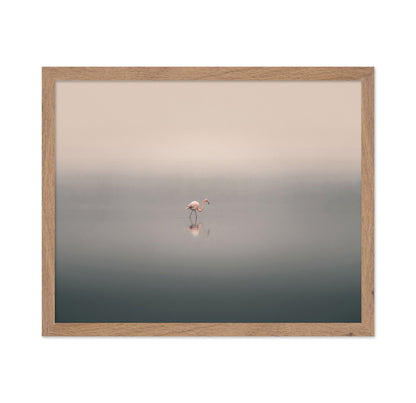 Solitary Flamingo