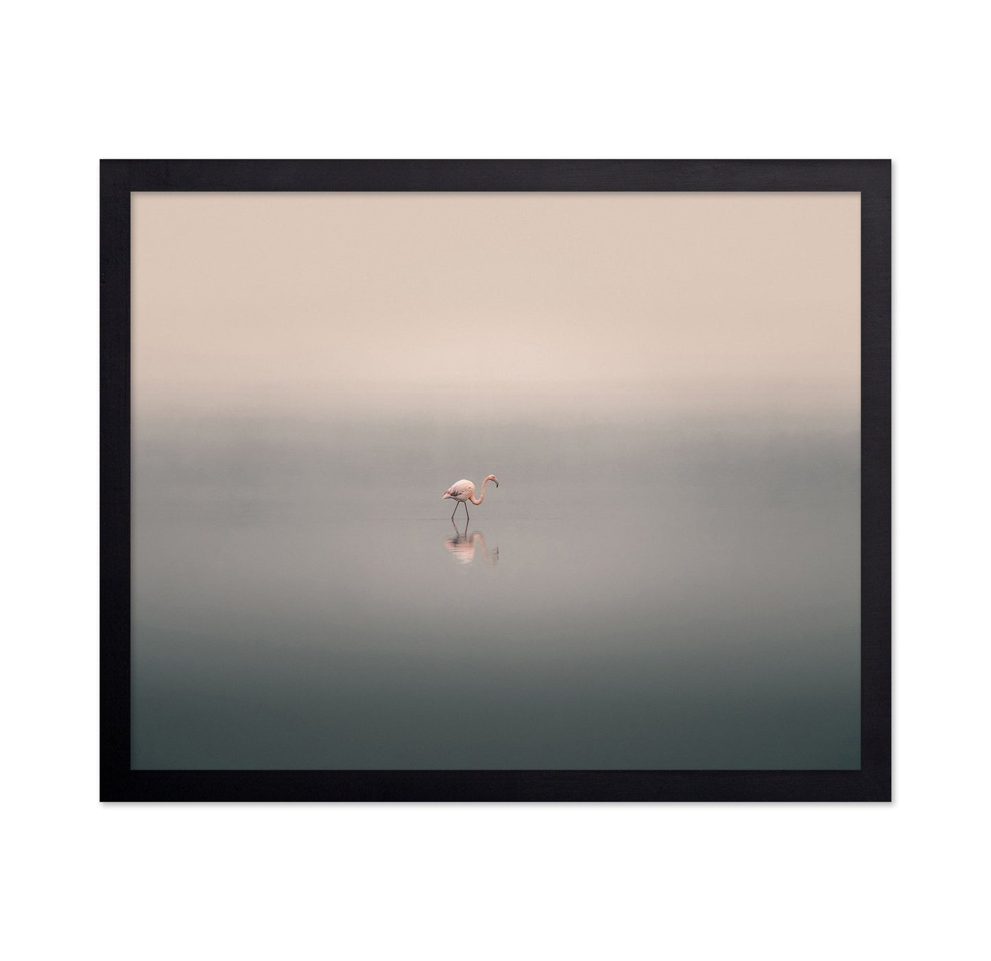 Solitary Flamingo
