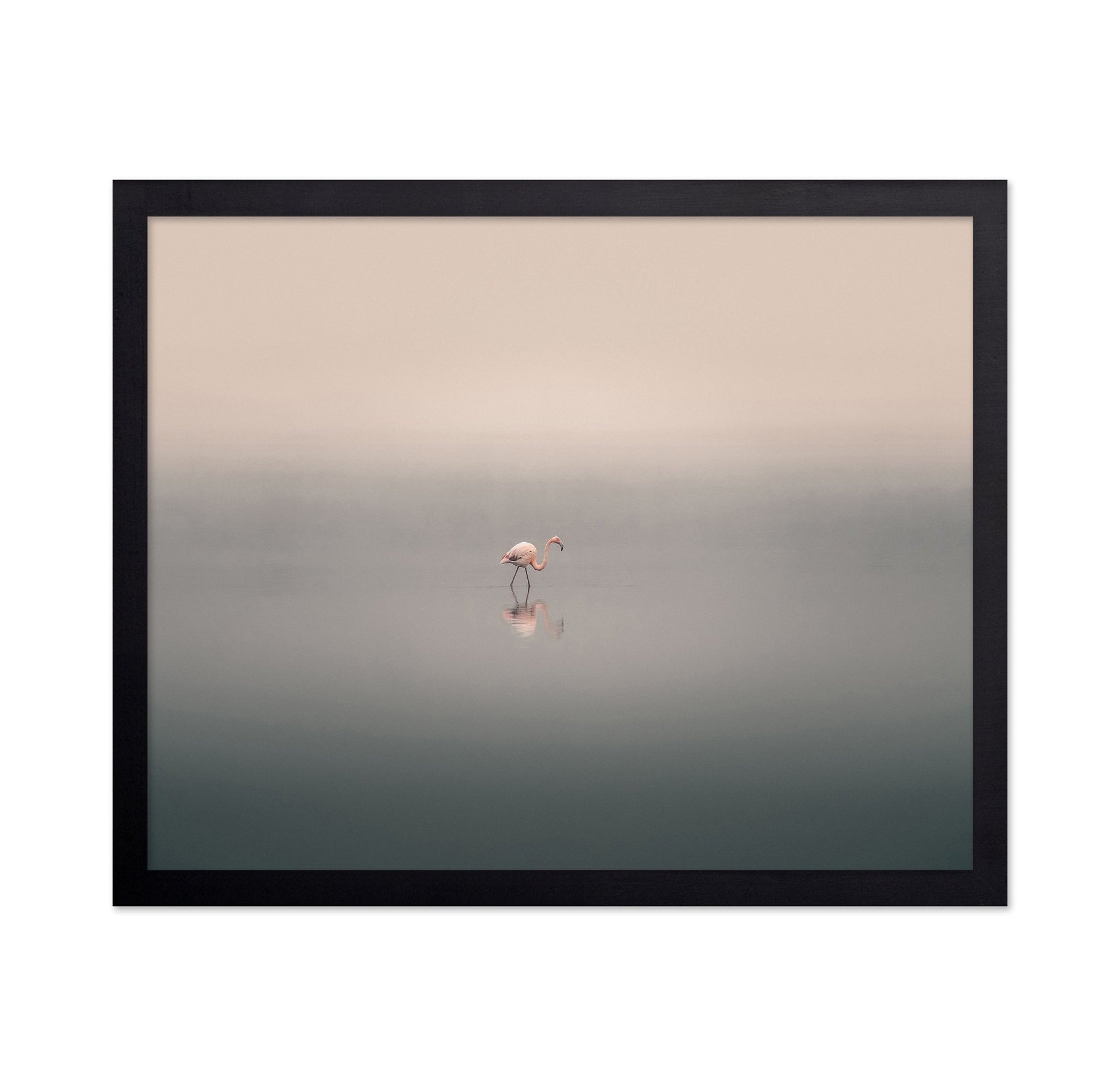 Solitary Flamingo