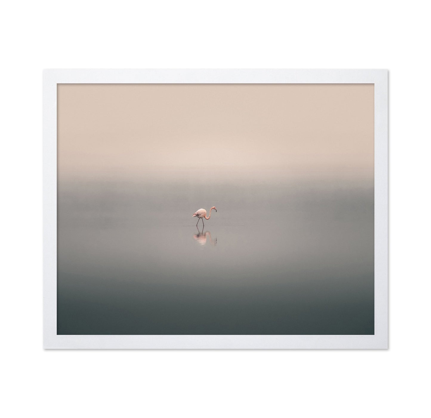Solitary Flamingo