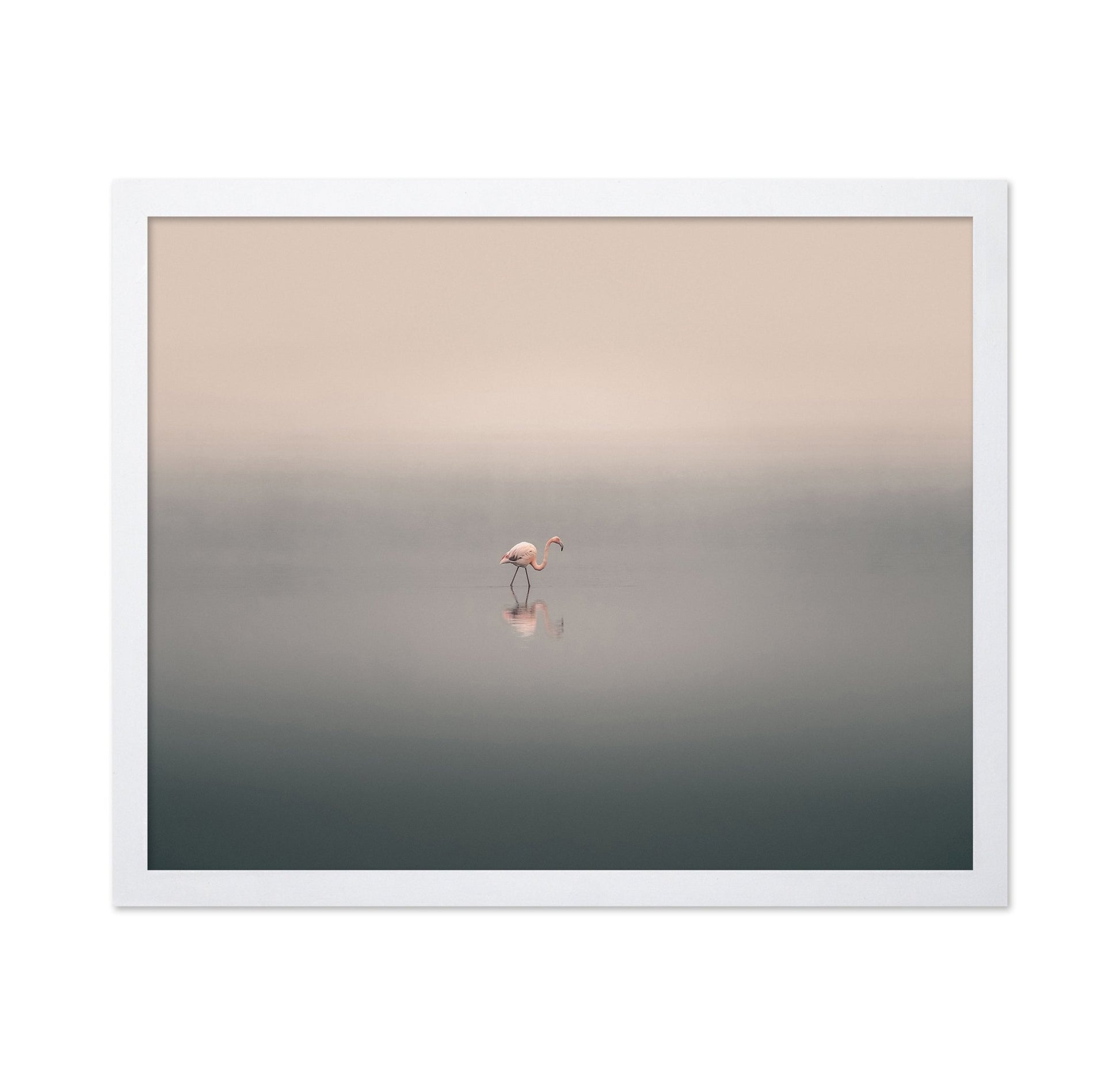 Solitary Flamingo