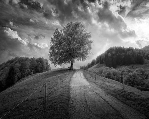 Lone Tree Path