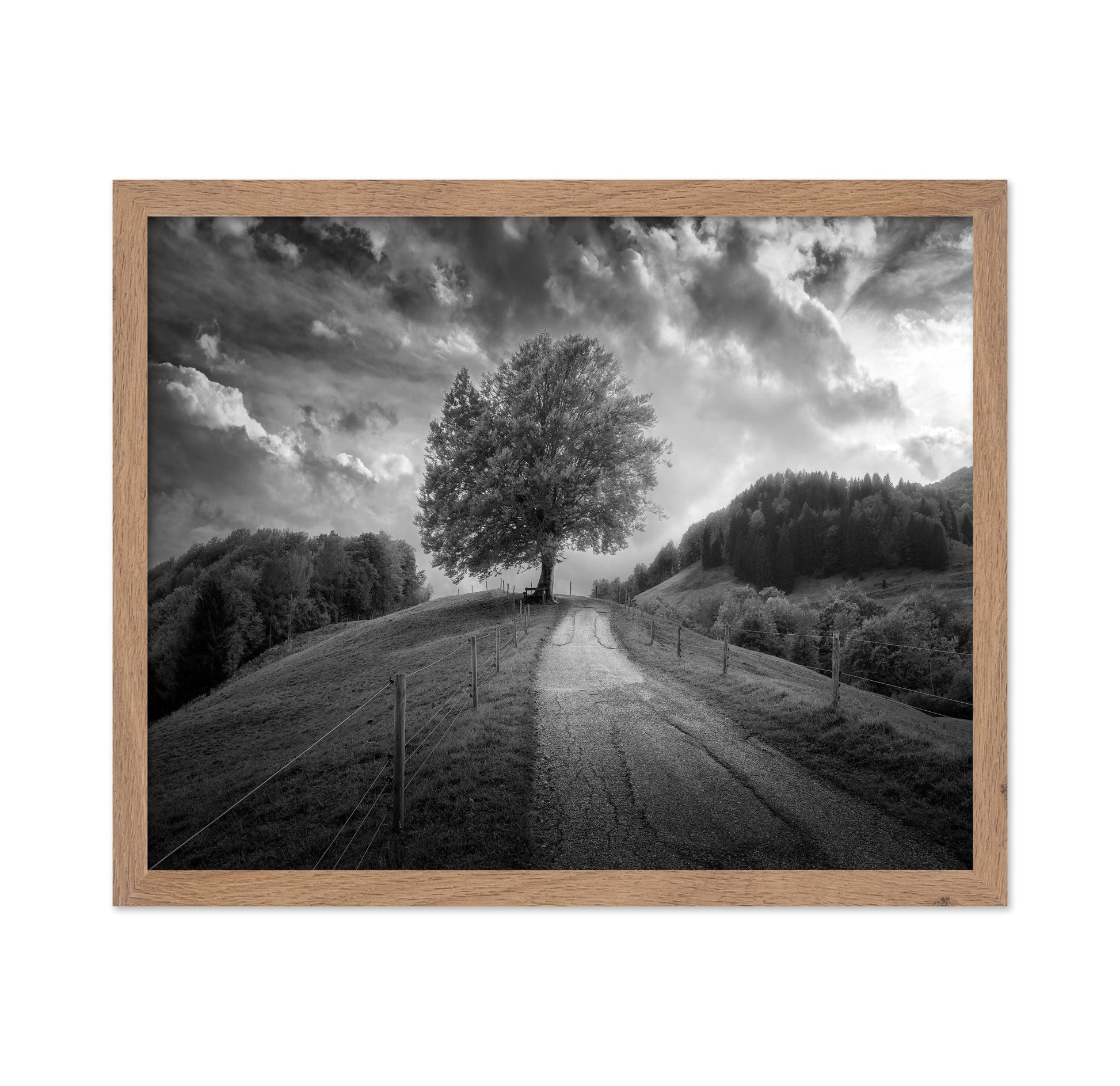 Lone Tree Path