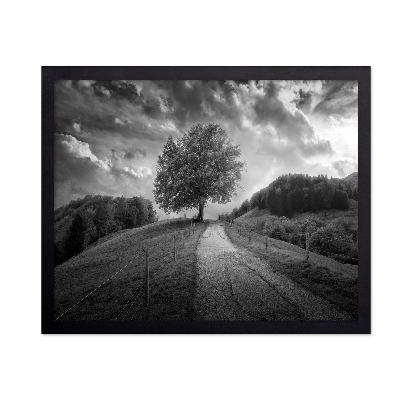 Lone Tree Path