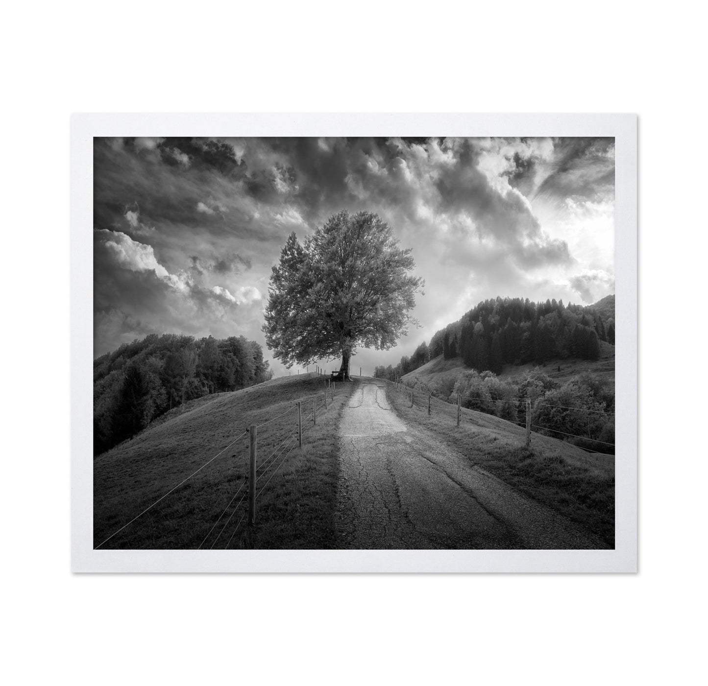 Lone Tree Path