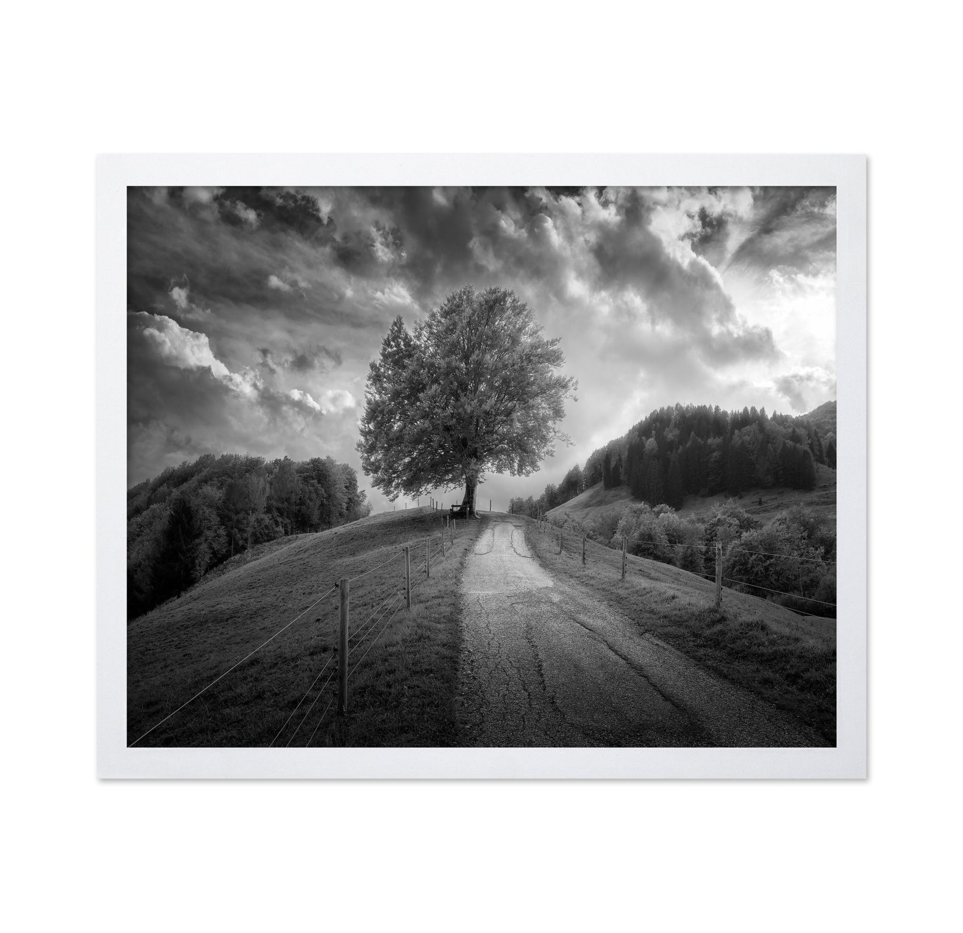 Lone Tree Path