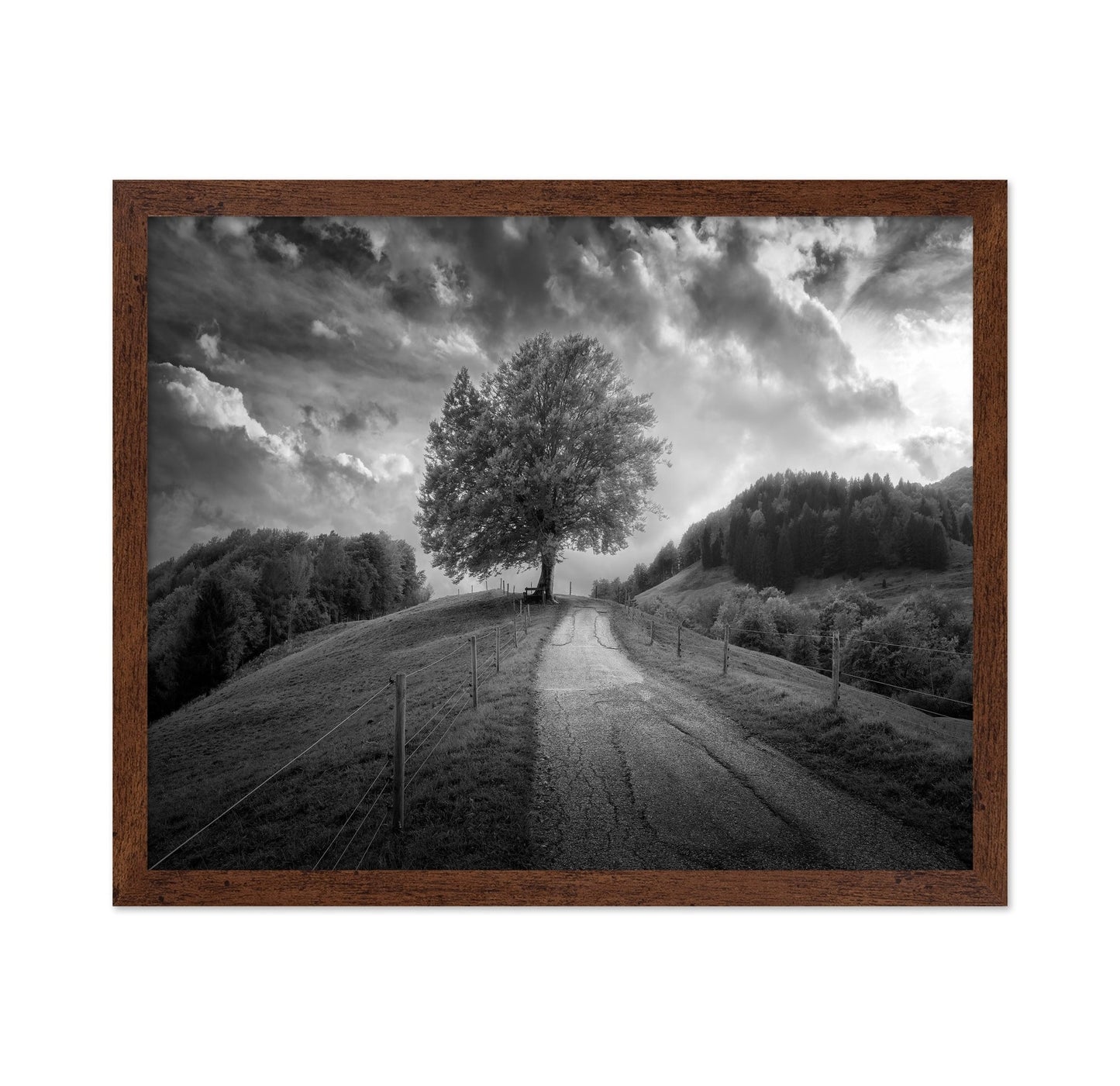 Lone Tree Path
