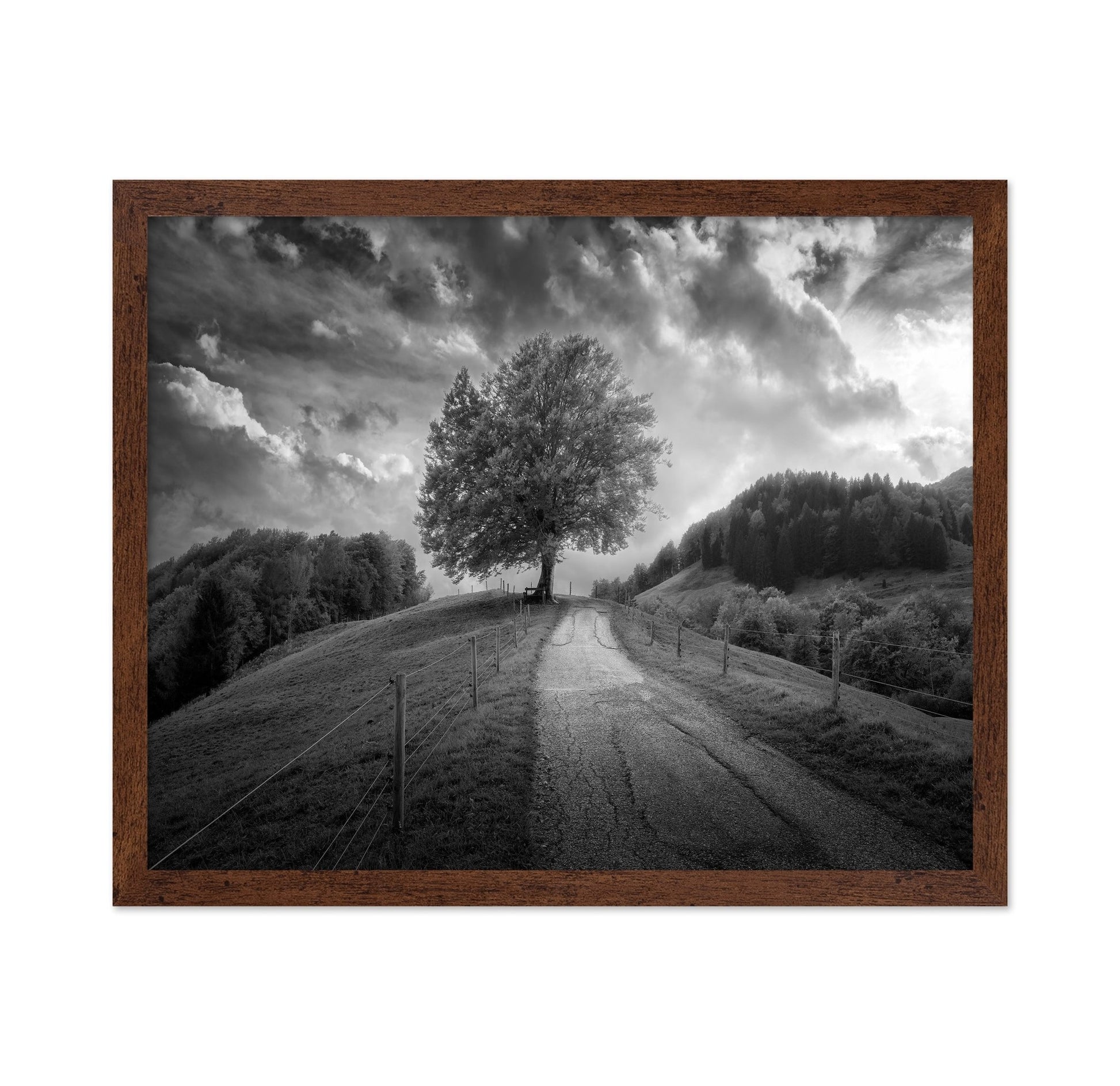 Lone Tree Path