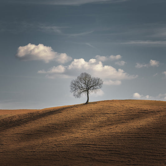 Lone Tree Horizon No2
