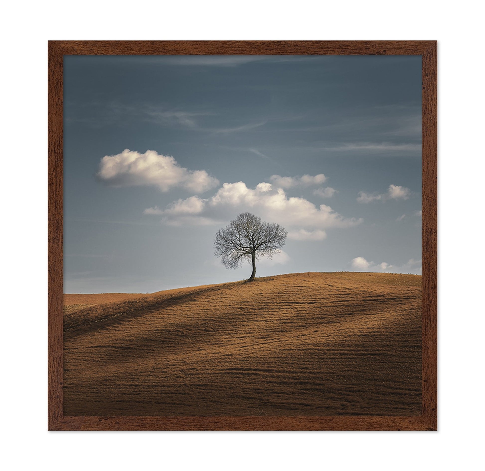 Lone Tree Horizon No2