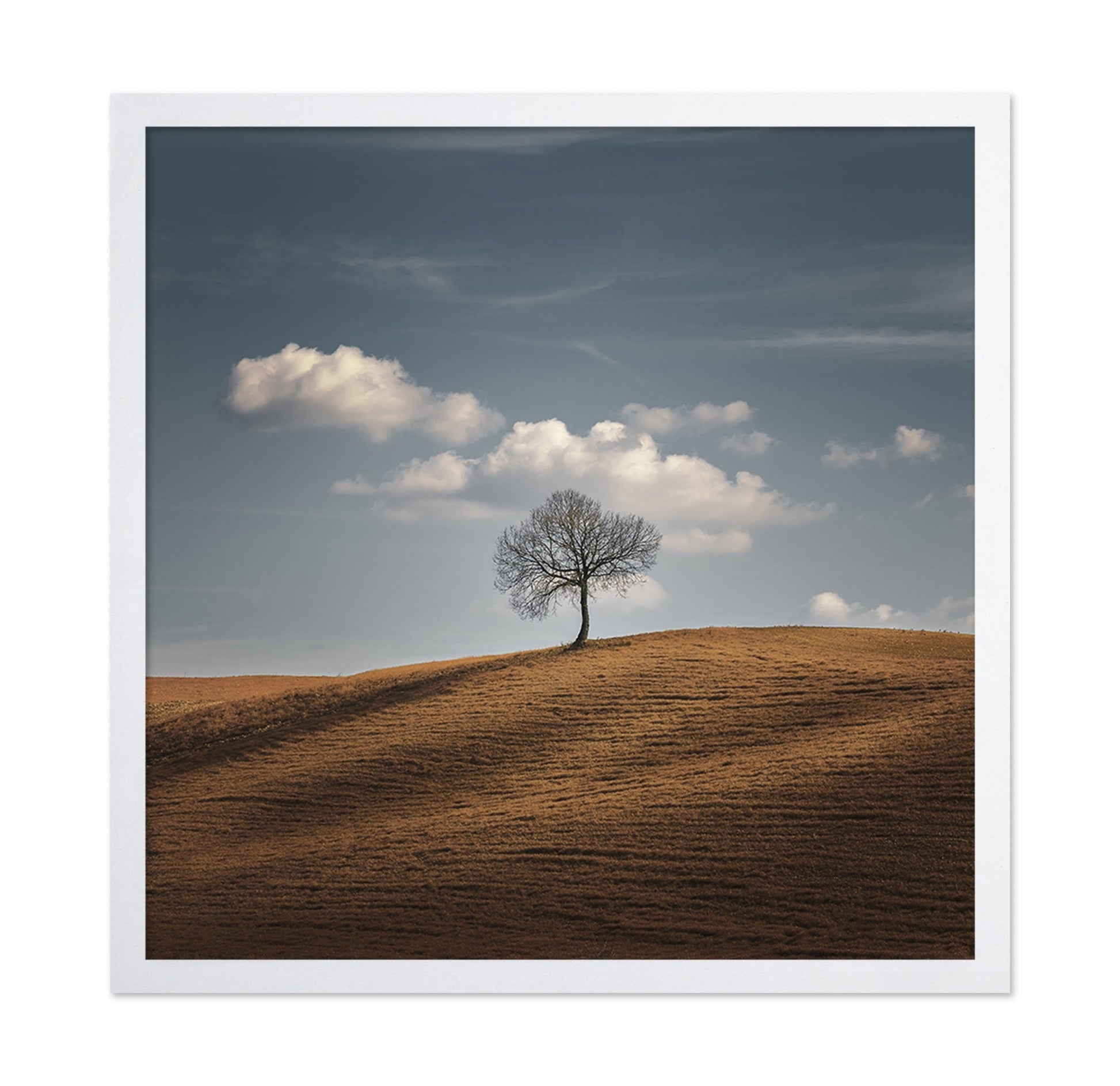 Lone Tree Horizon No2