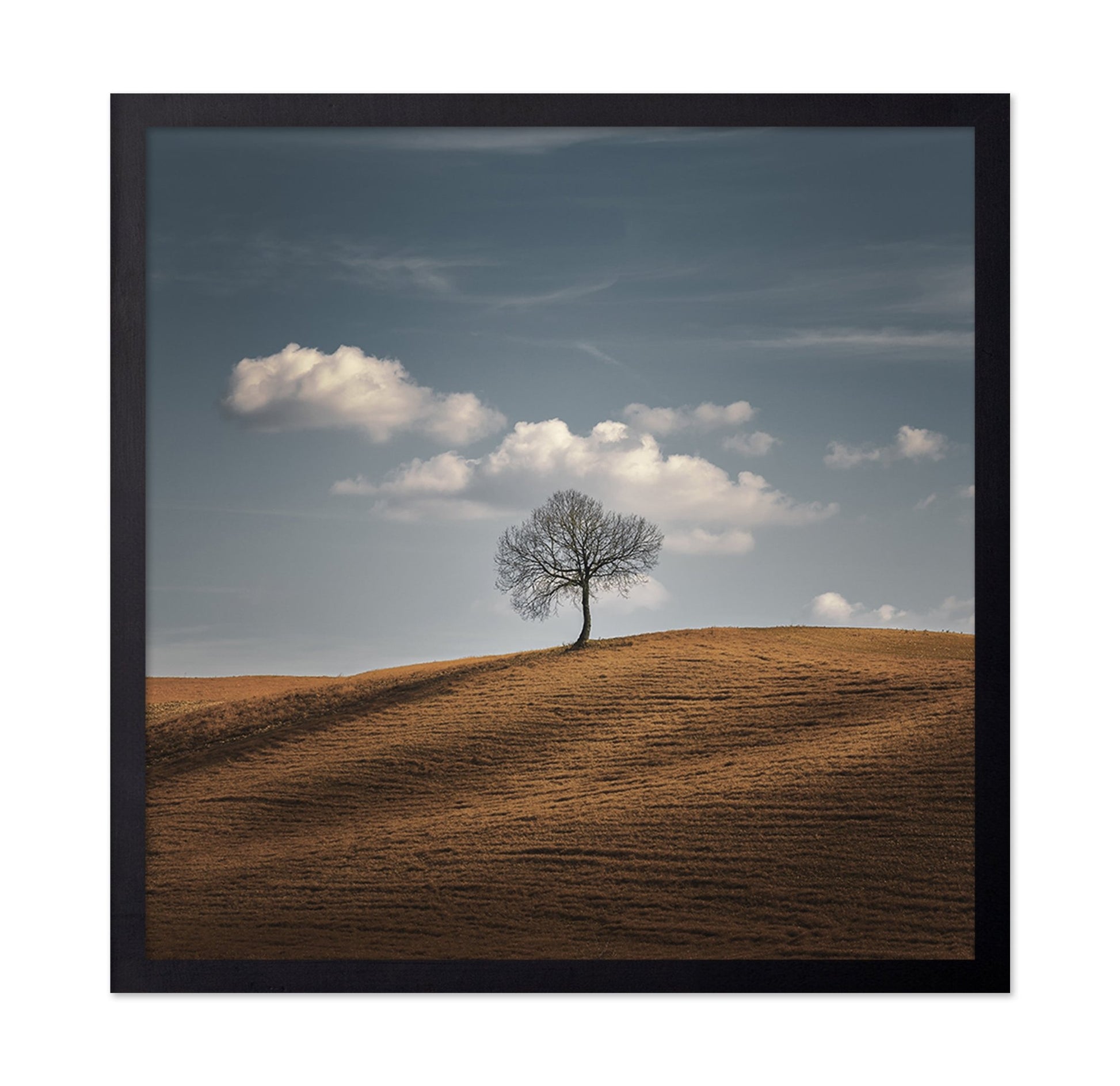 Lone Tree Horizon No2