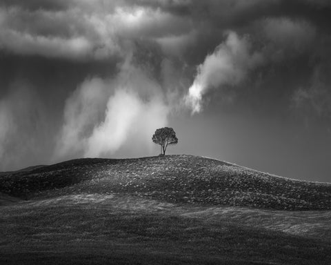 Lone Tree Sky