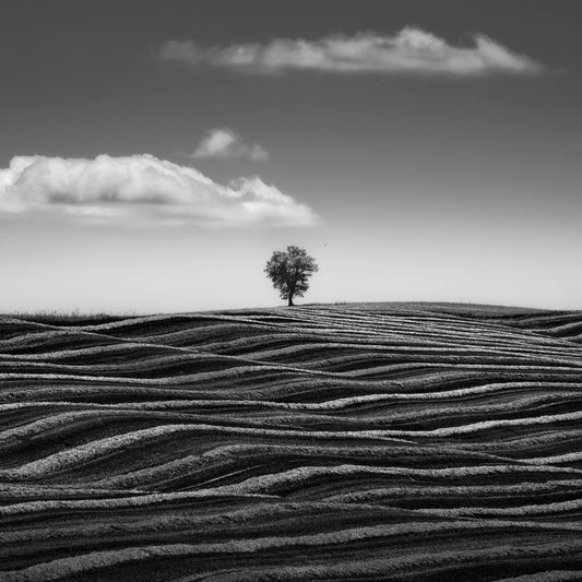 Lone Tree Waves