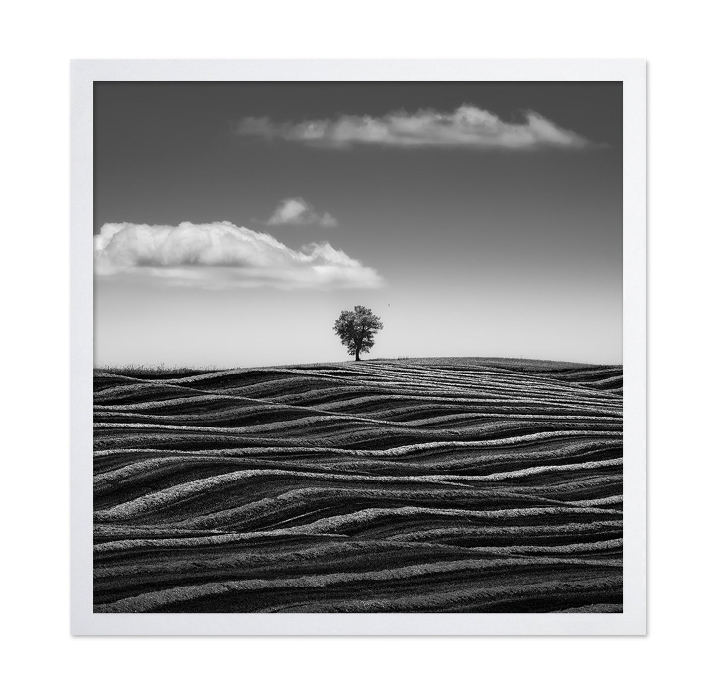 Lone Tree Waves