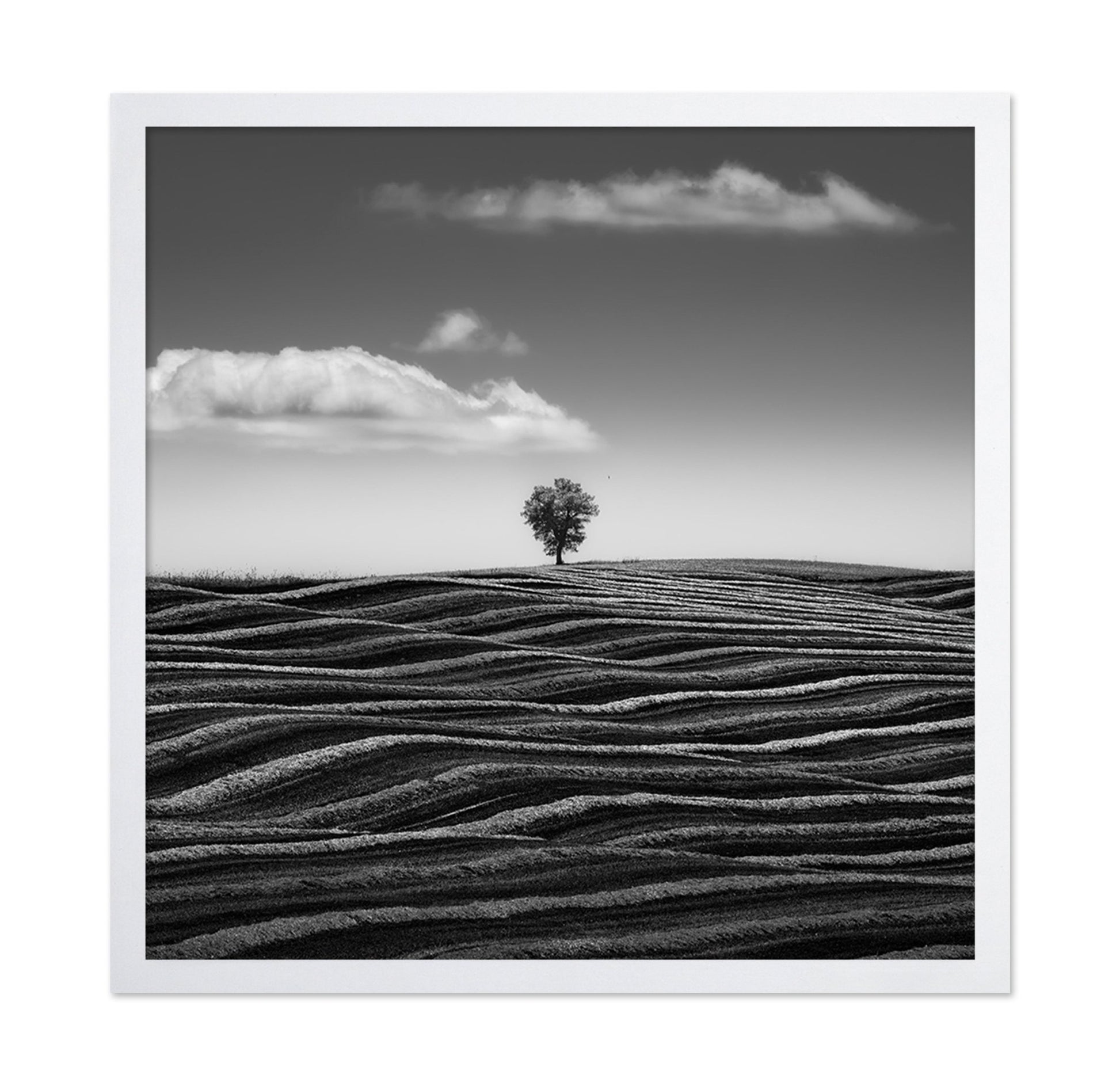 Lone Tree Waves