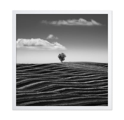 Lone Tree Waves