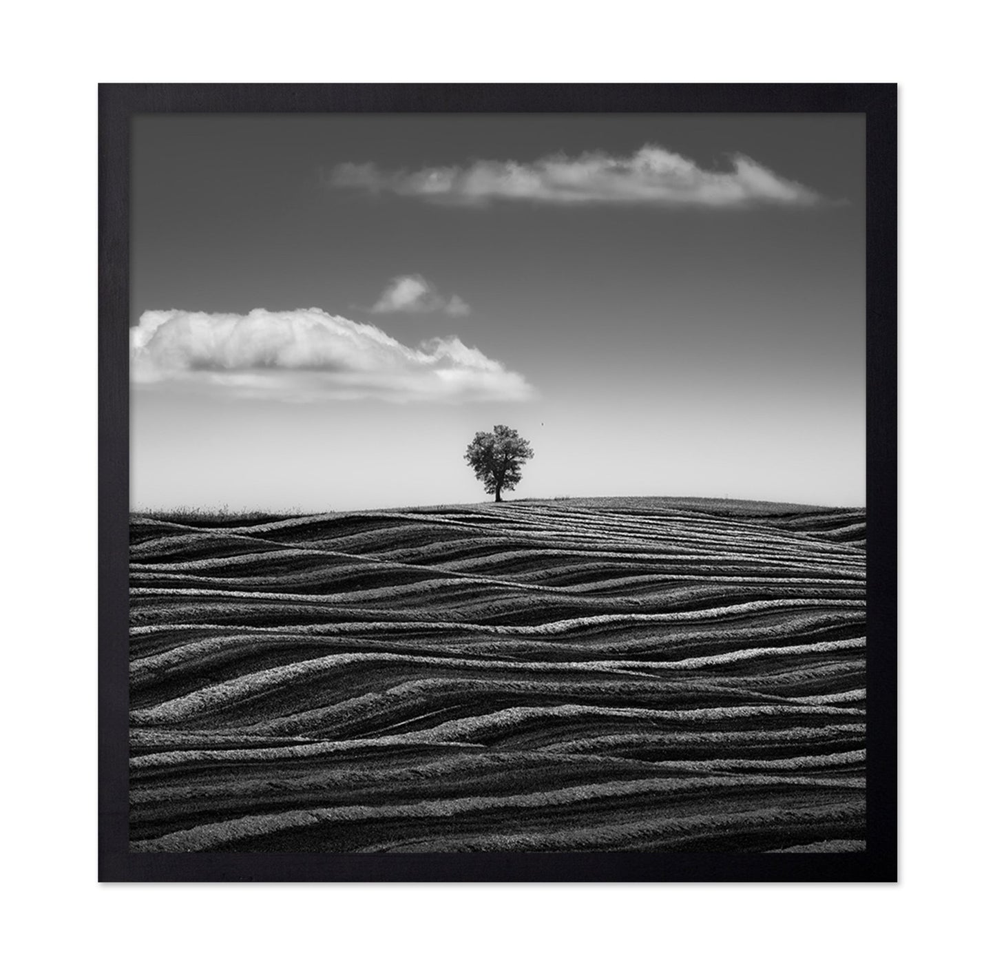 Lone Tree Waves