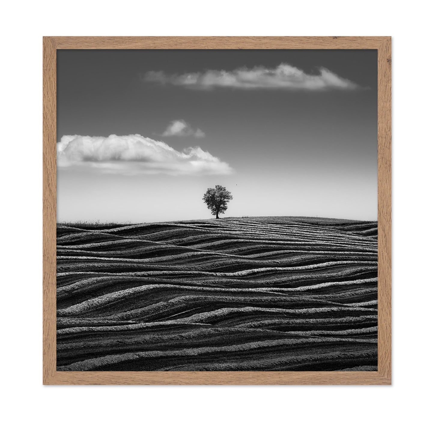 Lone Tree Waves