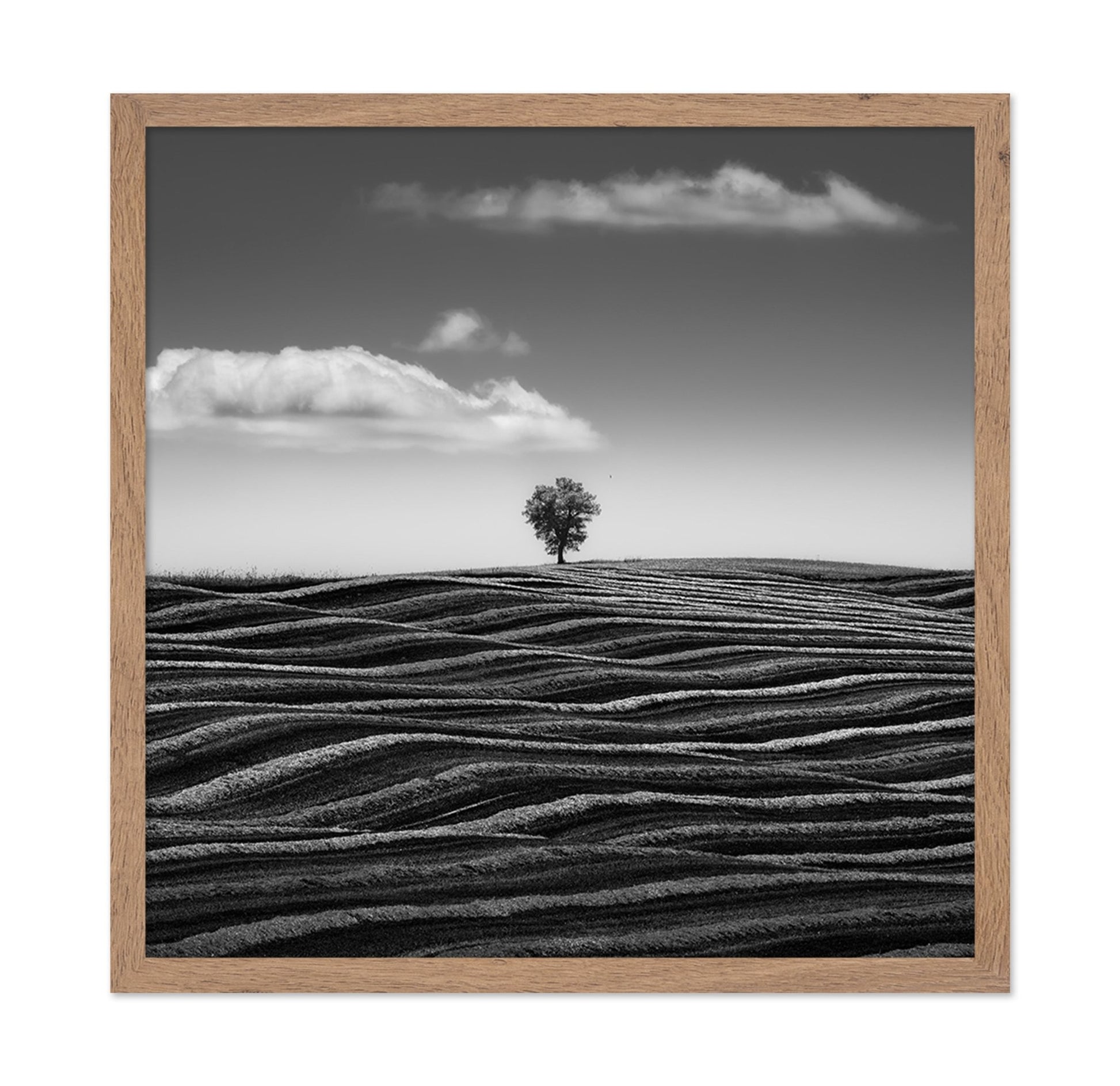 Lone Tree Waves