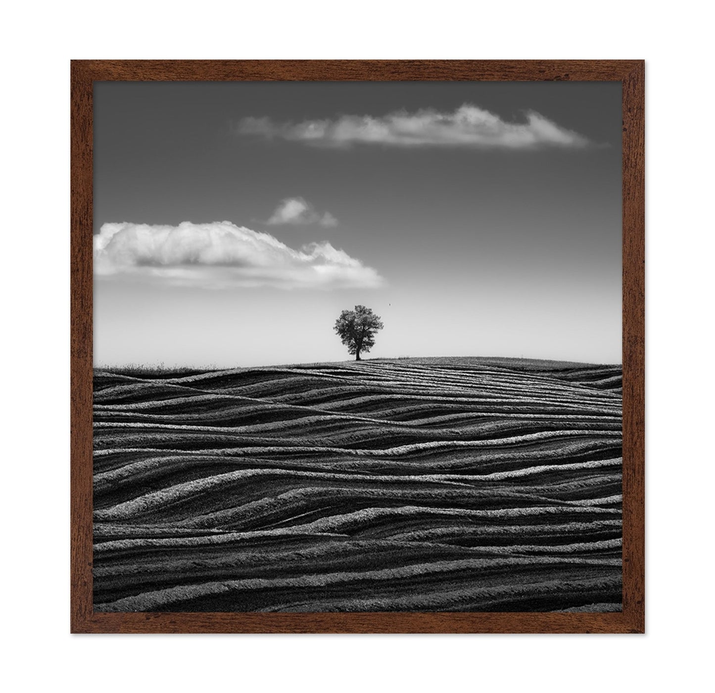 Lone Tree Waves